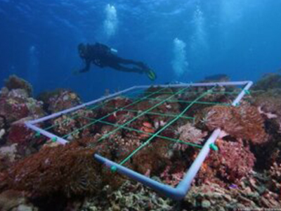Restoring coral reefs native to Singapore
