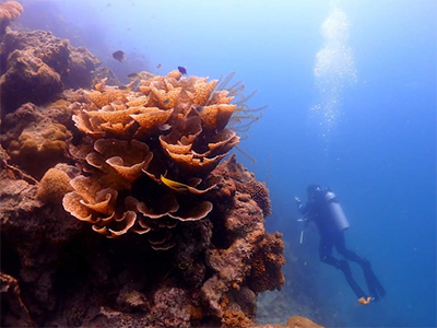 Restoring coral reefs native to Singapore